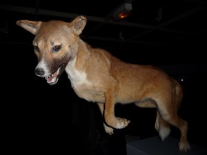 expo_predateur_29_20091002_2036922672