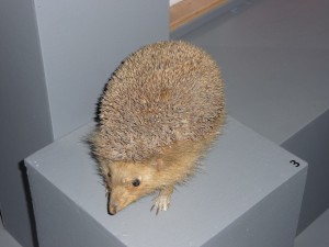expo_predateur_30_20091002_1326801402