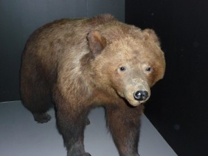 expo_predateur_31_20091002_1558851857