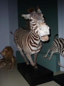 expo_predateur_32_20091002_2014087130