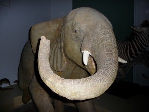 expo_predateur_33_20091002_1530081166