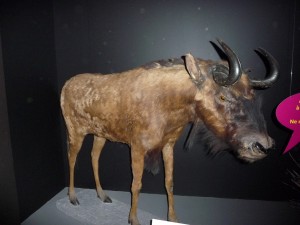expo_predateur_34_20091002_1156544293