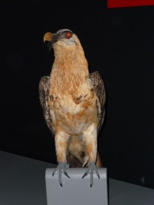 expo_predateur_35_20091002_1614791075
