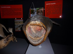 expo_predateur_36_20091002_1483828776