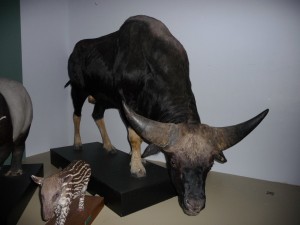 expo_predateur_37_20091002_1192400514