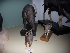 expo_predateur_38_20091002_2083756778