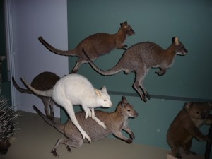 expo_predateur_39_20091002_1132873916