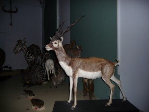 expo_predateur_40_20091002_1515081463