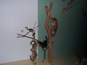 expo_predateur_41_20091002_1413254706