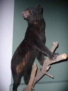 expo_predateur_42_20091002_1164810417