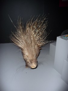expo_predateur_44_20091002_1501954516
