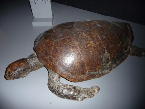 expo_predateur_46_20091002_1614551303
