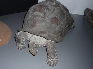 expo_predateur_47_20091002_1429883382