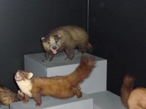 expo_predateur_48_20091002_1839260924