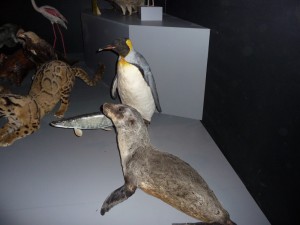 expo_predateur_49_20091002_1886049815