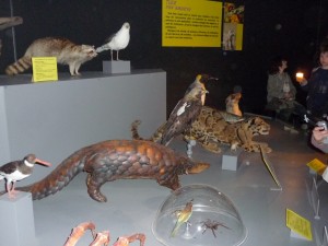expo_predateur_50_20091002_1946797935
