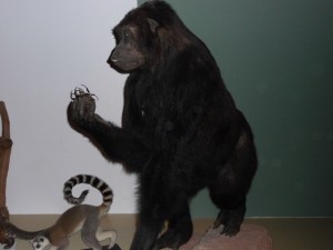 expo_predateur_51_20091002_2090711791