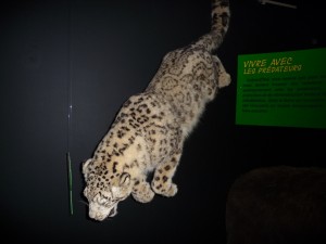 exposition_predateurs02_1_20091002_1352011063