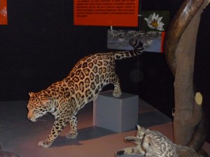 exposition_predateurs04_7_20091002_1601832675