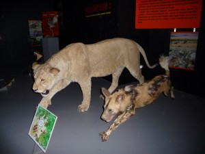 exposition_predateurs04_8_20091002_1605383191