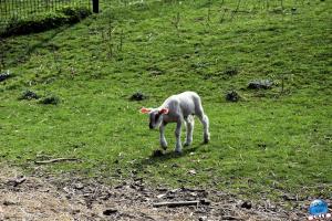 Ferme 04