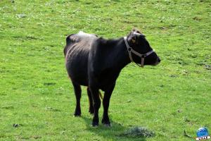 Ferme 09