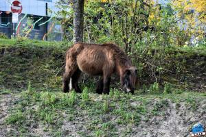Ferme 31