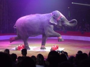 cirque_56_20101019_1962786801