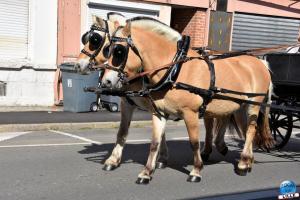 Fête des Nieulles 2019 - 04