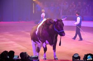 La Grande Fête Lilloise du Cirque 2018 - 13