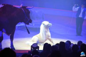 La Grande Fête Lilloise du Cirque 2018 - 15