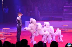 Grande Fête Lilloise du Cirque 2017 - 14