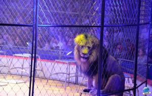 Grande Fête Lilloise du Cirque 2017 - 36
