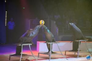 Grande Fête Lilloise du Cirque 2017 - 44