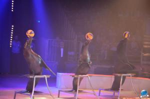 Grande Fête Lilloise du Cirque 2017 - 47