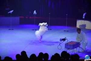 La Grande Fête Lilloise du Cirque 2019 - 39