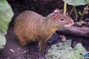 Halloween - Zoo de Lille - 2021 - 03