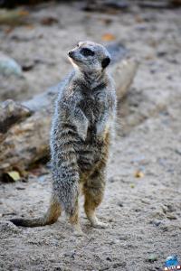 Halloween - Zoo de Lille - 2021 - 05