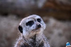 Halloween - Zoo de Lille - 2021 - 07