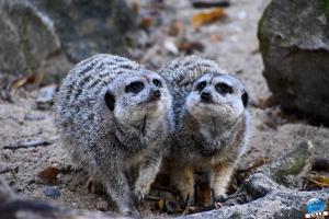 Halloween - Zoo de Lille - 2021 - 08