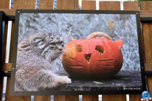 Halloween - Zoo de Lille - 2021 - 14