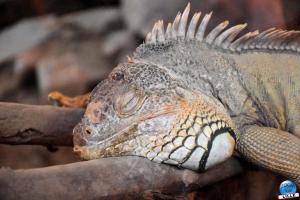 Halloween - Zoo de Lille - 2021 - 15