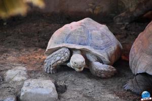 Halloween - Zoo de Lille - 2021 - 17