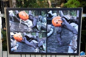 Halloween - Zoo de Lille - 2021 - 18