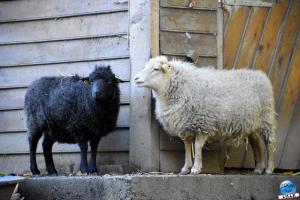 Halloween - Zoo de Lille - 2021 - 19