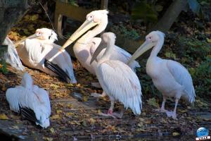 Halloween - Zoo de Lille - 2021 - 20