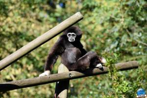 Halloween - Zoo de Lille - 2021 - 22