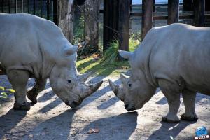 Halloween - Zoo de Lille - 2021 - 27