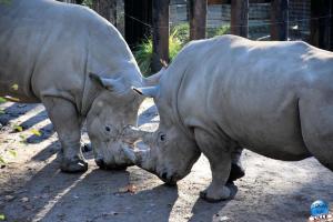 Halloween - Zoo de Lille - 2021 - 29