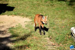 Halloween - Zoo de Lille - 2021 - 30